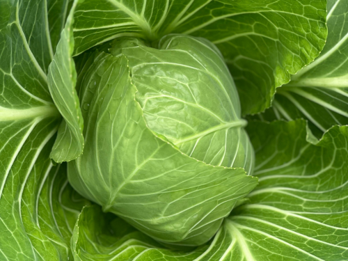 cabbage2
