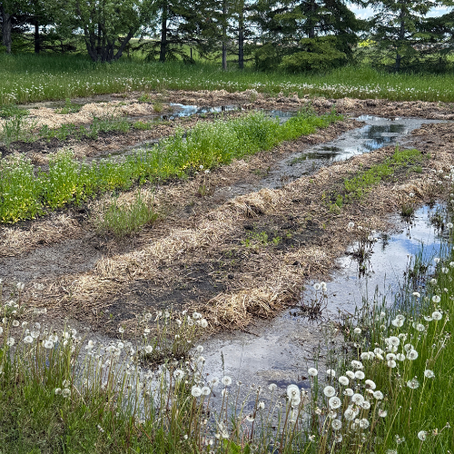 Flooded no till