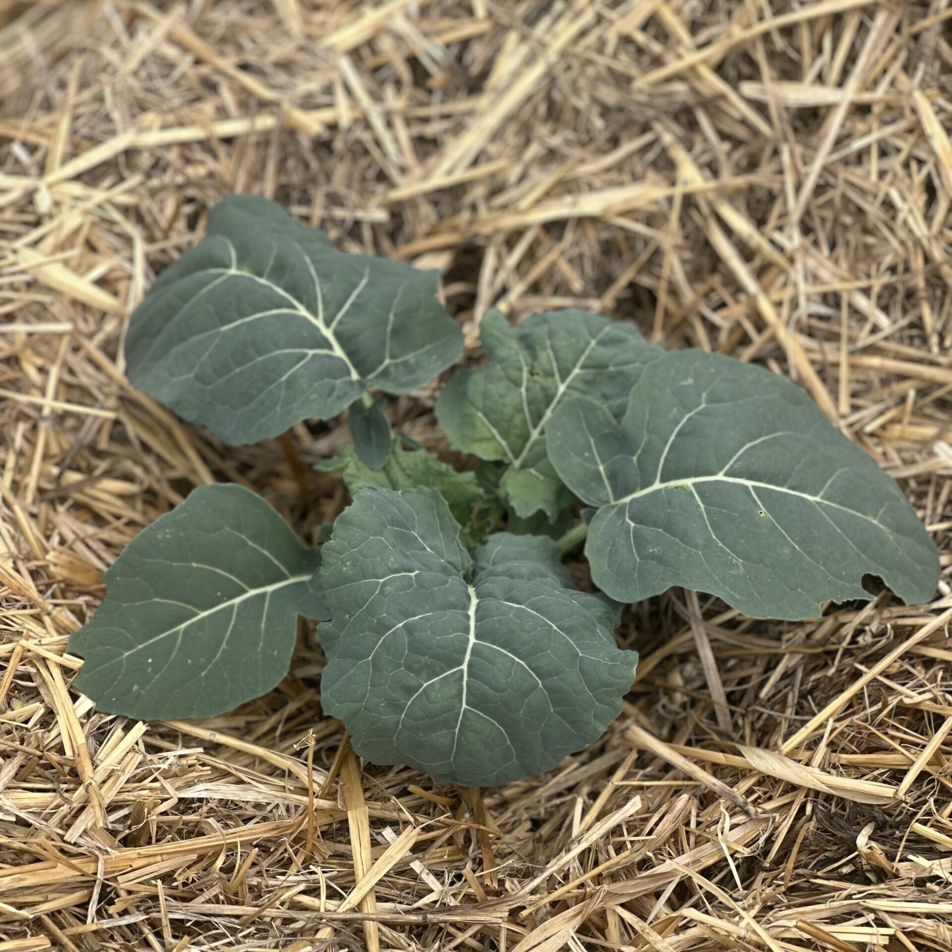 IMG_3117-scaled-square-c5854462e1a793935a5afa9a3d777bef-5lq80mnt9zsr