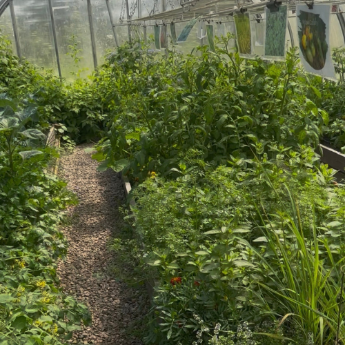 greenhouse greenhouse